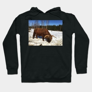 Scottish Highland Cattle Bull 1736 Hoodie